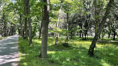 Parco Pineta di Ponente