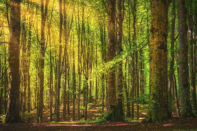 Casentino, Secular Forest