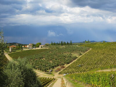 Vineyards in Tuscany