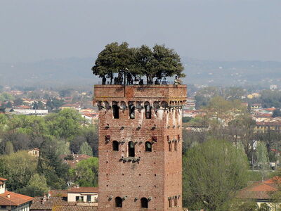 Garden of Torre Guinigi, Lucca