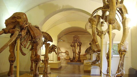 Museum of Natural History, Florence