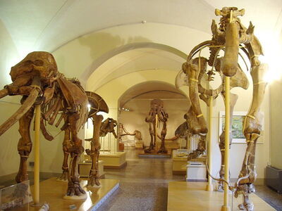 Museum of Natural History, Florence