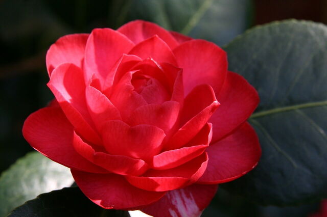 Camellia, close-up