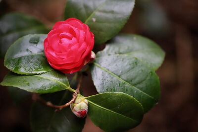 Camellia and rain drops
