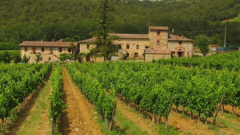 Vineyard in Chianti