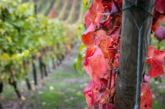 A vineyard in Chianti
