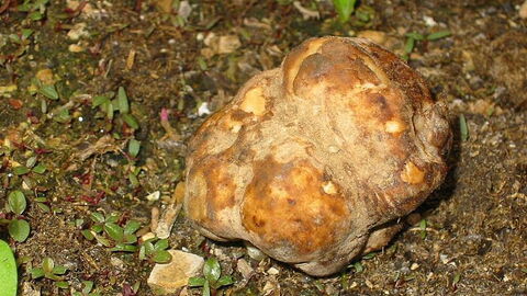 Growing white truffle