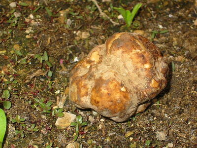 Growing white truffle