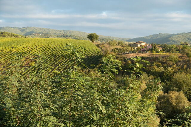 Vineyards, Chianti