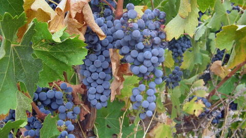 closeup of grapes