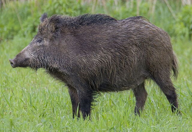 european wild boar