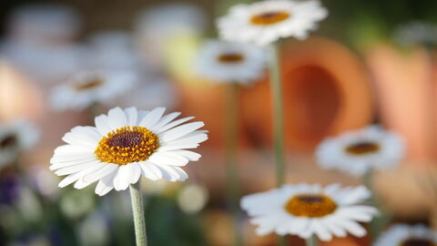 Daisies