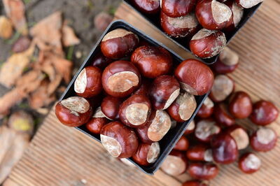 Chestnuts