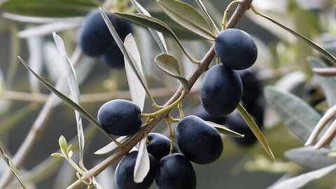 black olives
