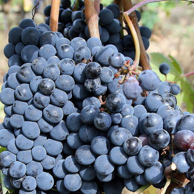 Chianti wine grapes