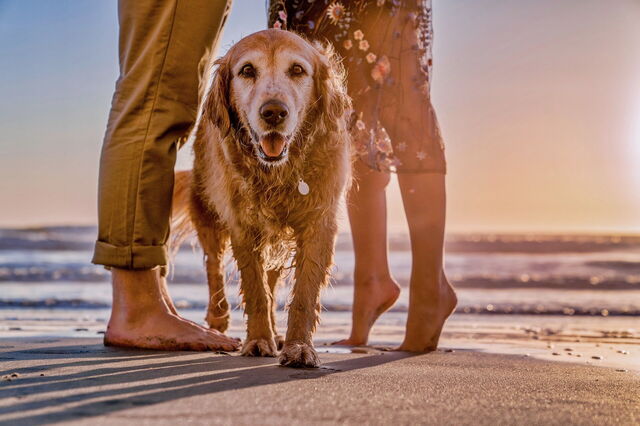 Dog & its humans on the beach