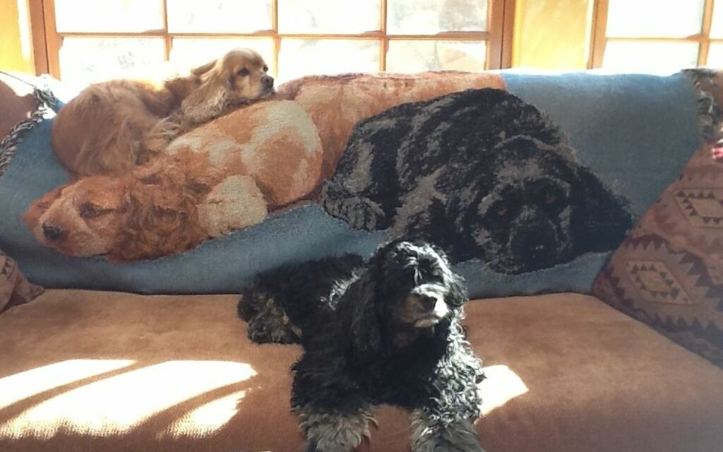 Cocker Spaniels
