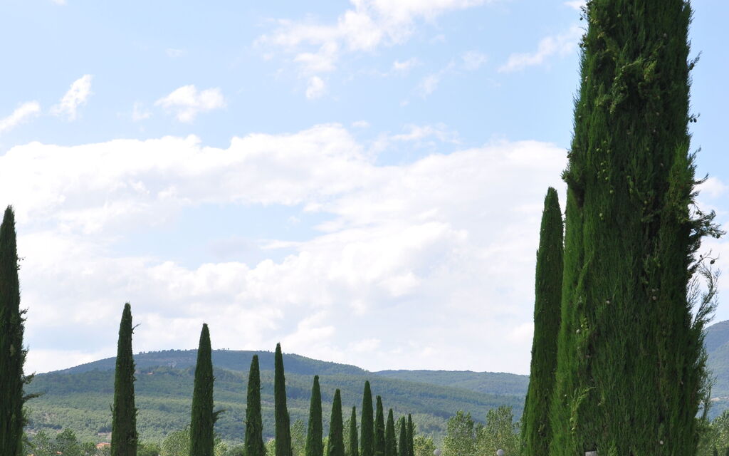 Cypress