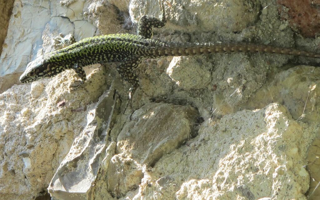 Lizard