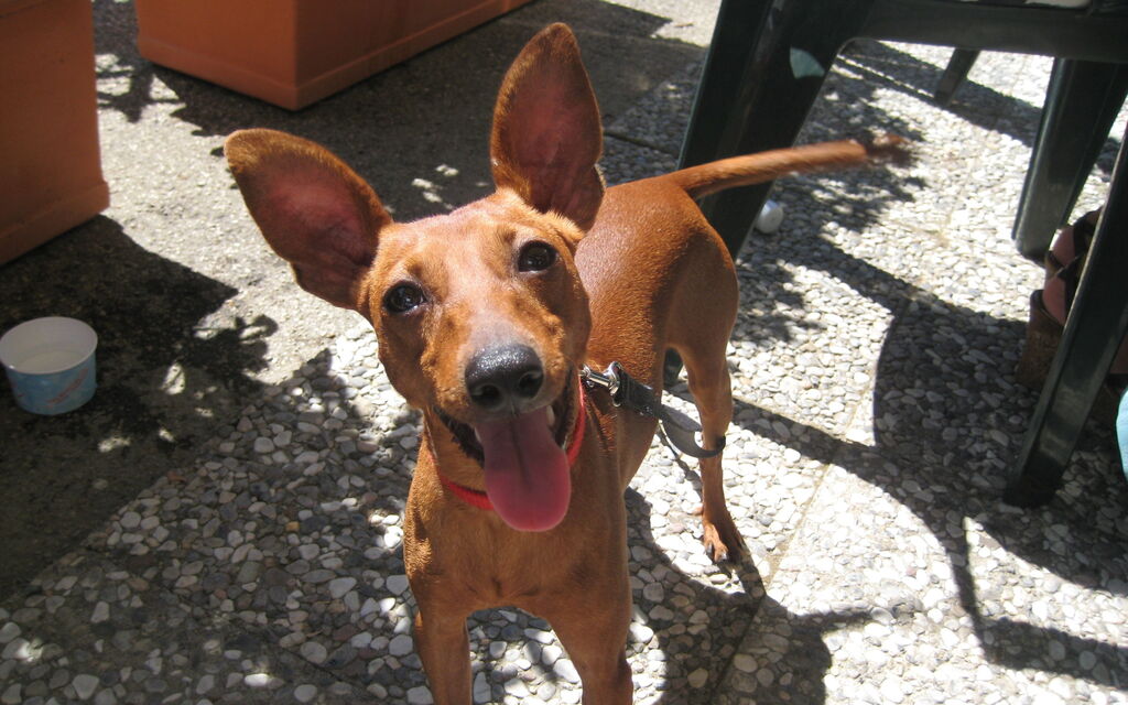 Cane Italiano felice