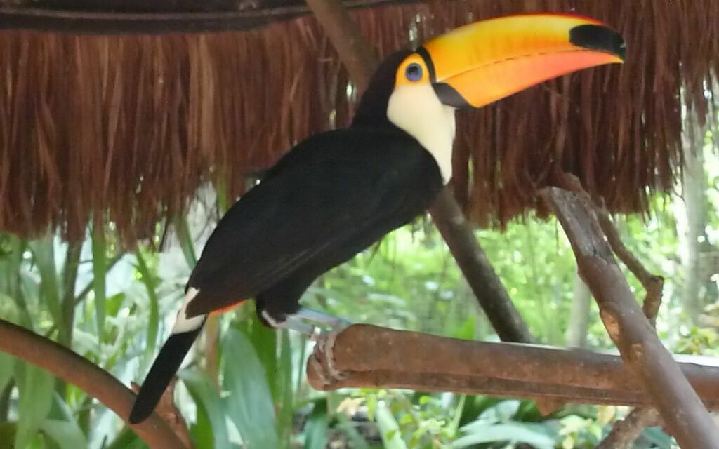 The funny toucan - the Birds park