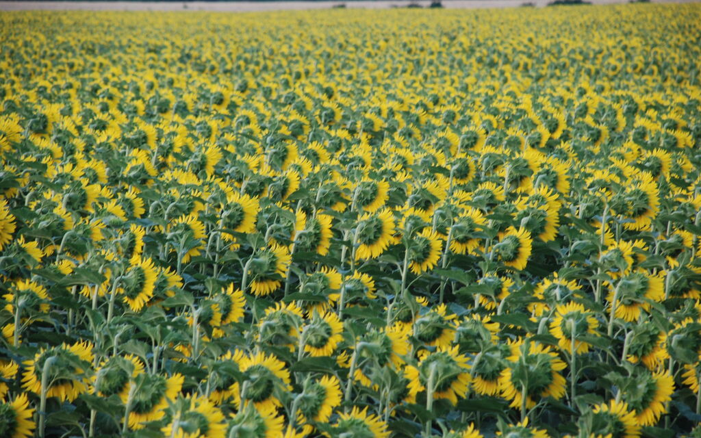 Shy sunflowers