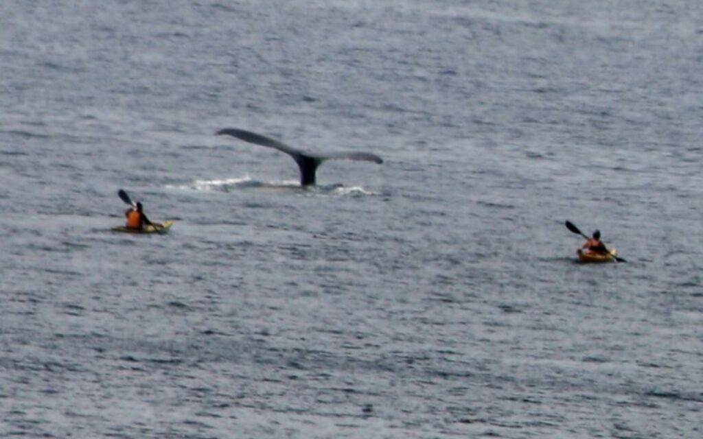 whales tail in Twillingate NFLD
