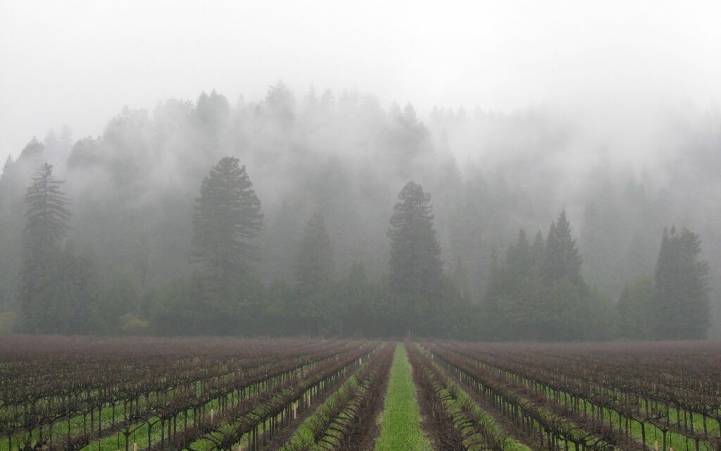 Foggy Vineyard