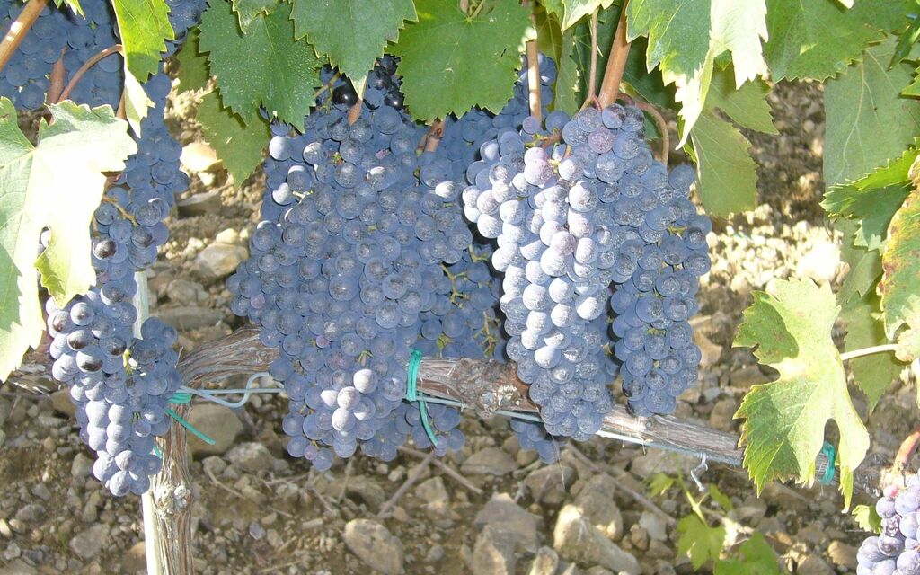 Grapes, Wine, More Grapes, More Wine