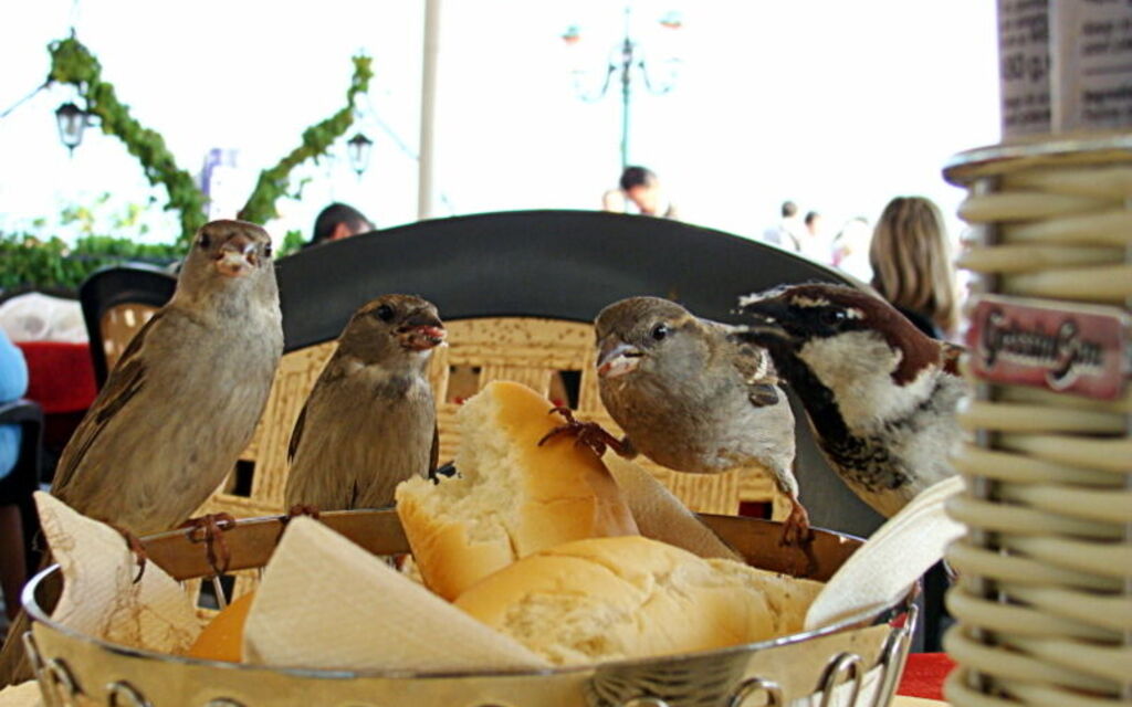 Lunch with Sparrows, St.Marco Square, Venice