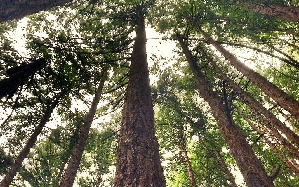 Looking up at redwoods