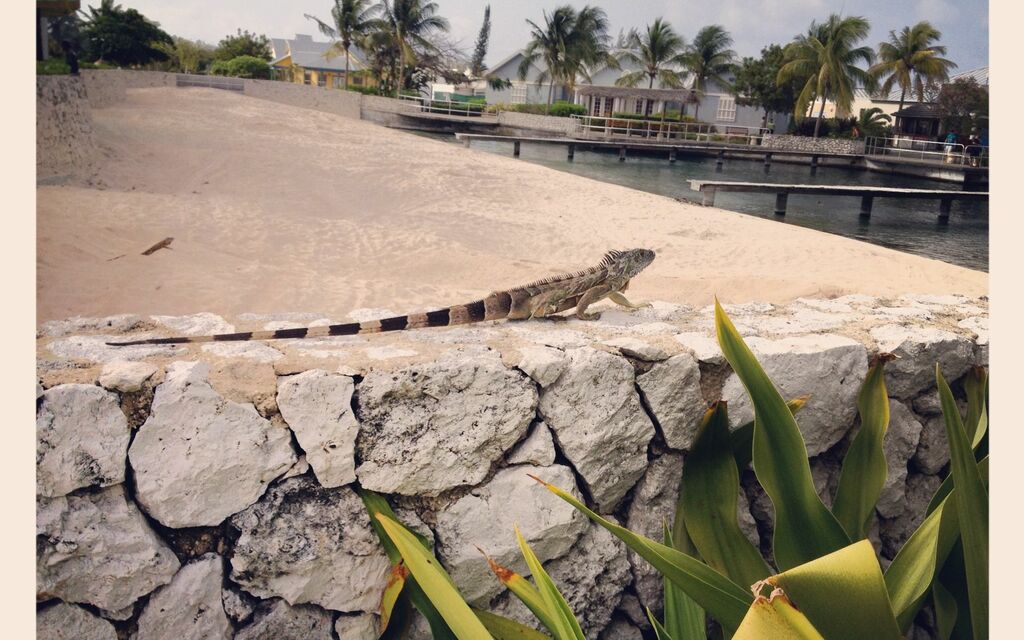 Iguana In Cayman Islands