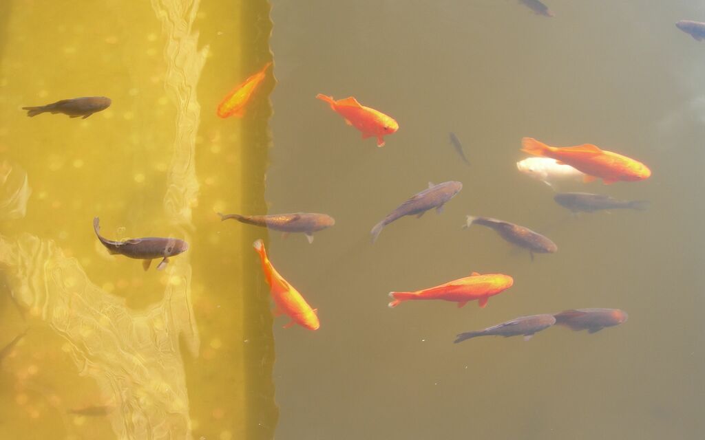 i pesci dell'Alhambra