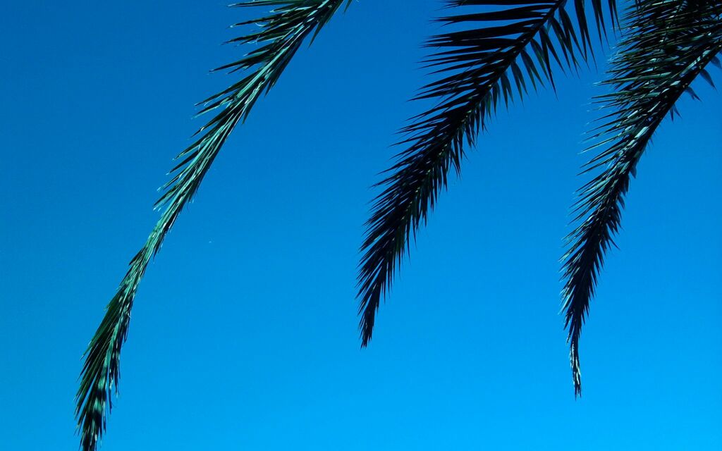 Palms