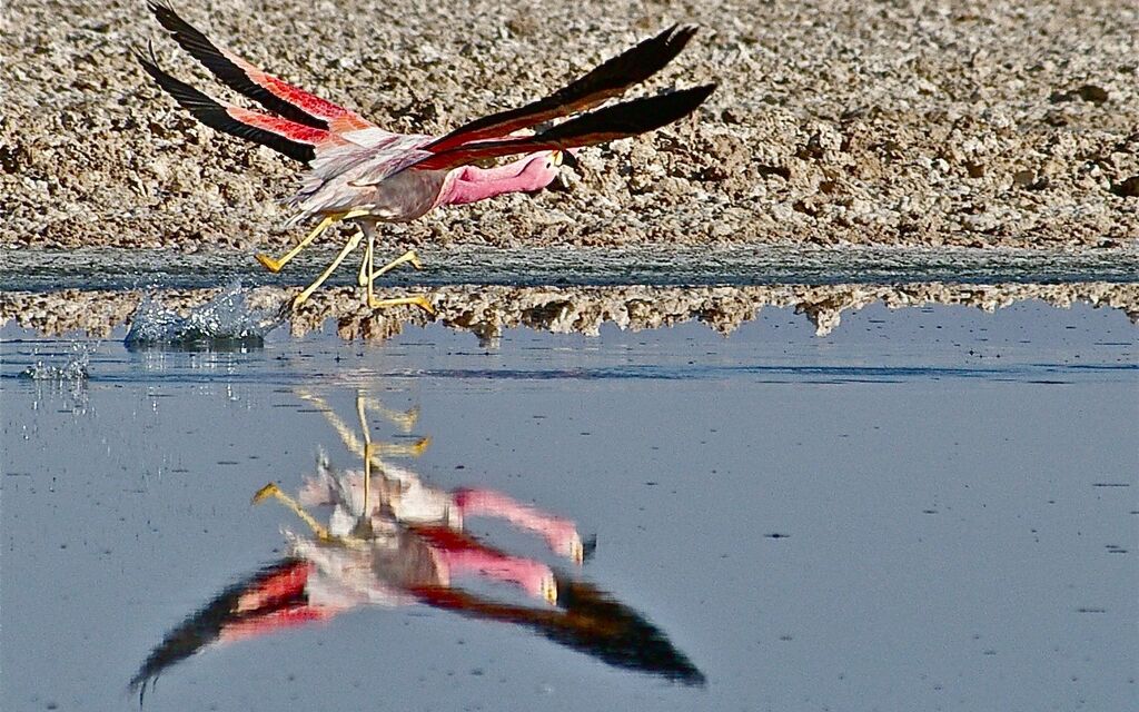 Flying Flamingoes in the Chilean Salt Flats
