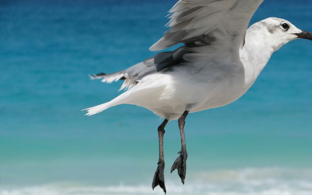 Bird 1