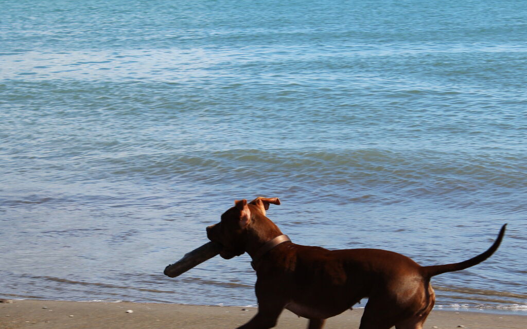 il miglior amico dell'uomo