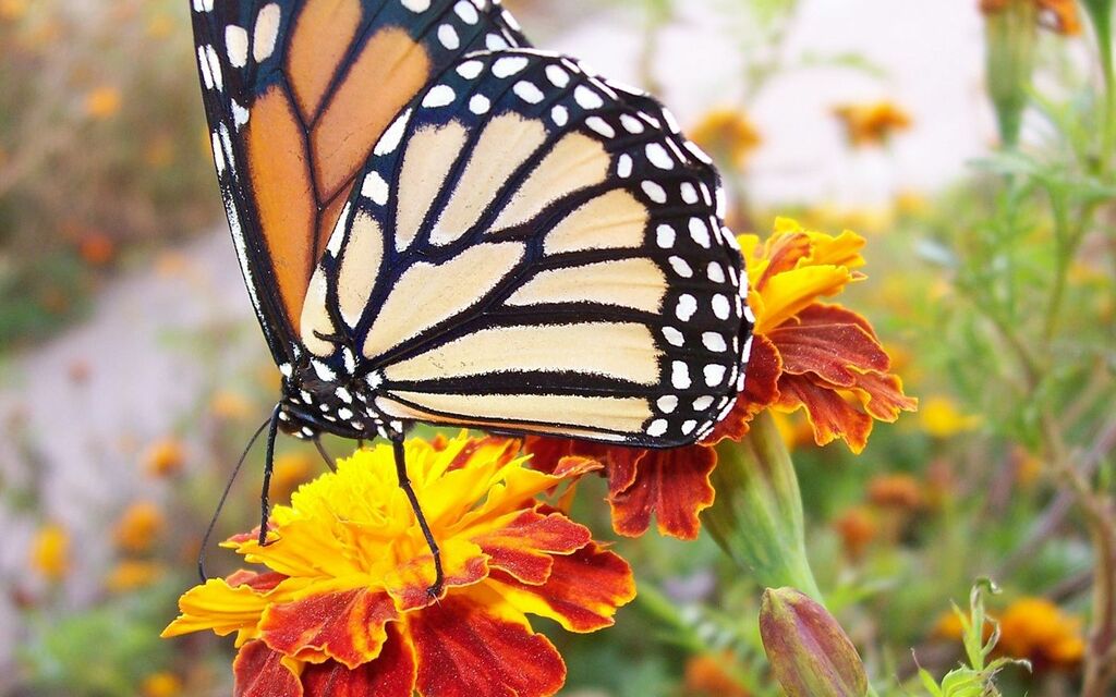 Flying Tiger at rest