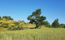 Photo submitted by guest of Casa Caldesi