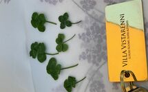 Photo submitted by guest of Contessa di Gaiole