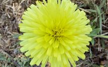 Photo submitted by guest of Selva degli Ulivi