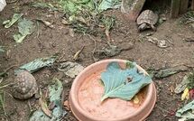 Photo submitted by guest of Ca di Maestro