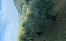 Photo submitted by guest of Villa Mastiano