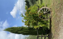 Photo submitted by guest of La Rimessa