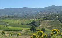 Photo submitted by guest of Il Leccio