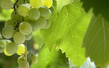 Photo submitted by guest of Villa Marina