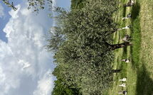 Photo submitted by guest of Podere la Torre