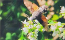 Photo submitted by guest of Casale Fonte