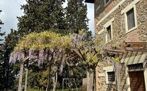 Photo submitted by guest of Policleto