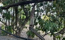 Photo submitted by guest of Von Salis